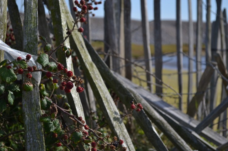 blackberries. Photo by The Spanish Berry